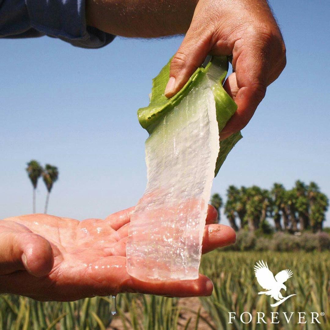 Forever Aloe Vera Gel | Digestive Health, Immunity & Daily Detox Drink